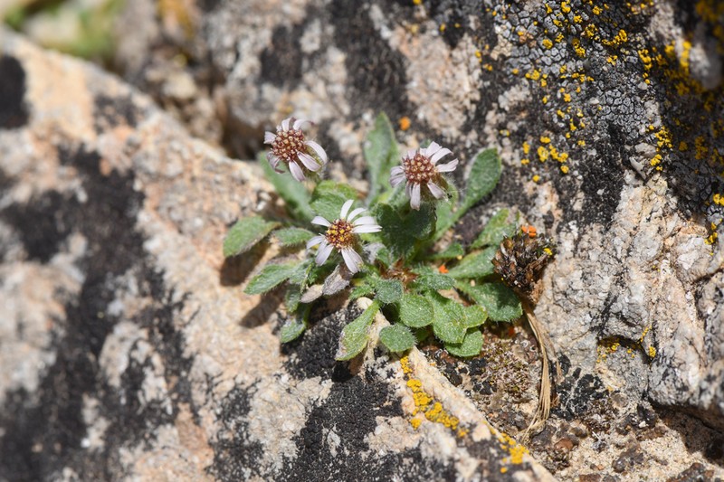 Lone Fleabane photo 6