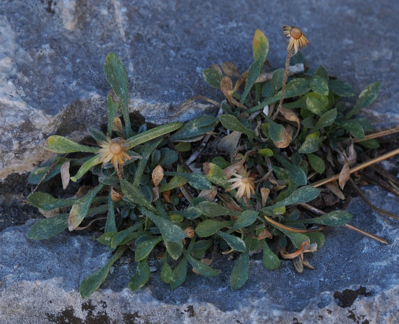 Lone Fleabane photo 8