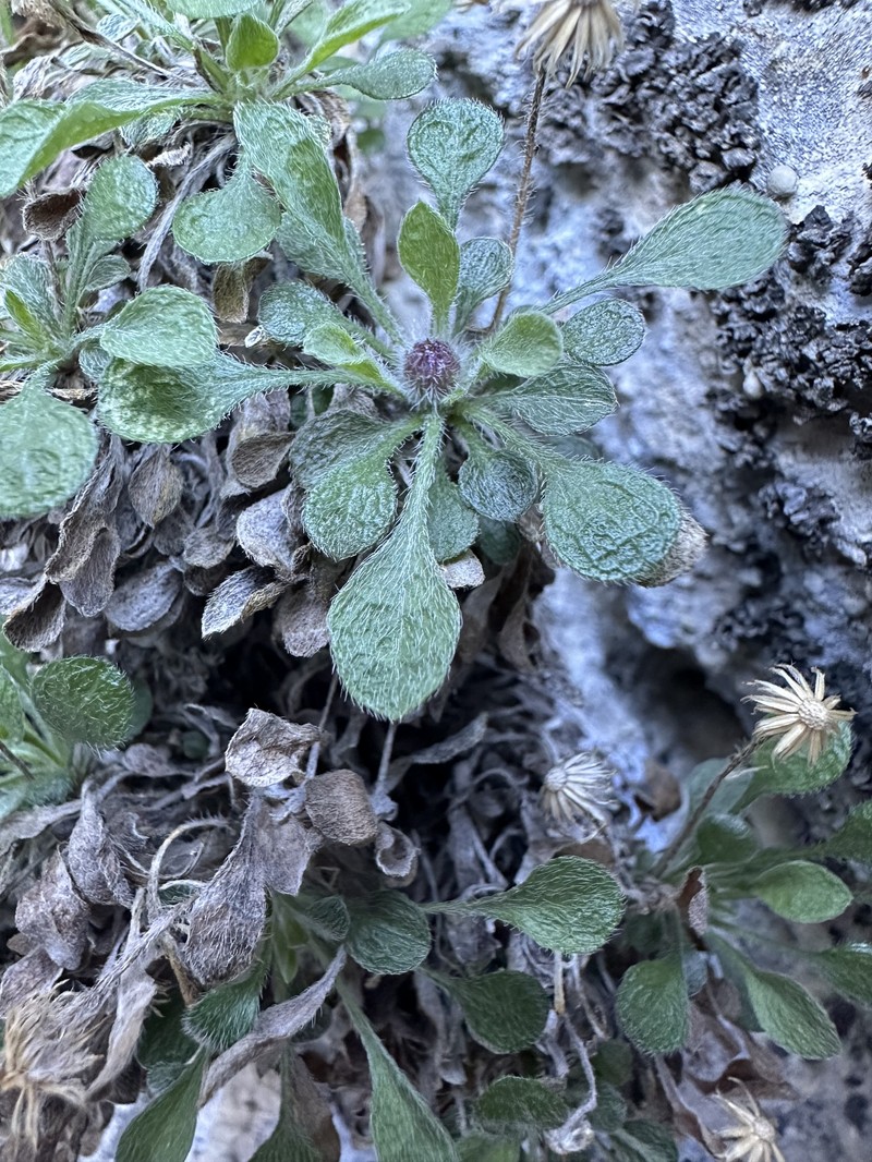 Erigeron uncialis var. conjugans