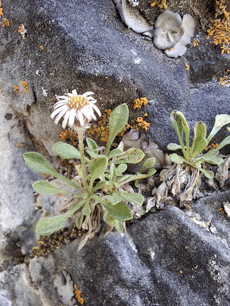 Erigeron uncialis var. conjugans photo 2