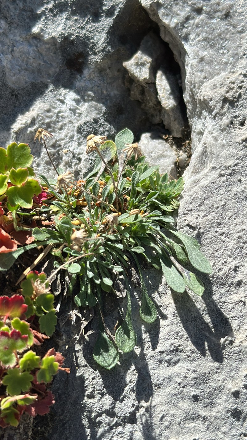 Erigeron uncialis var. conjugans photo 3