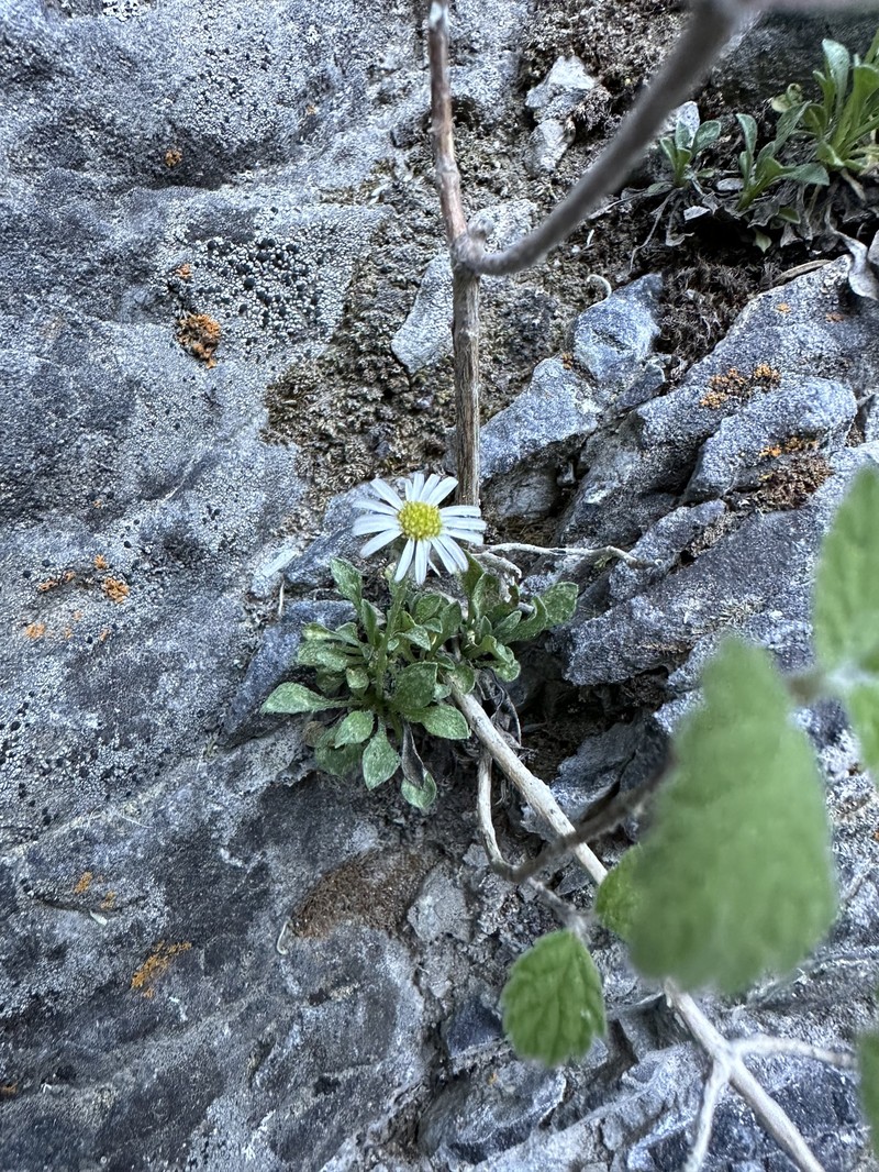 Erigeron uncialis var. conjugans photo 4