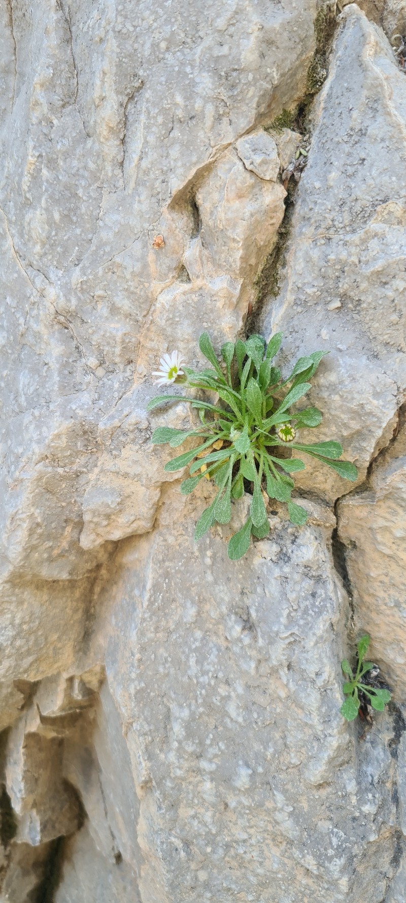 Erigeron uncialis var. conjugans photo 5