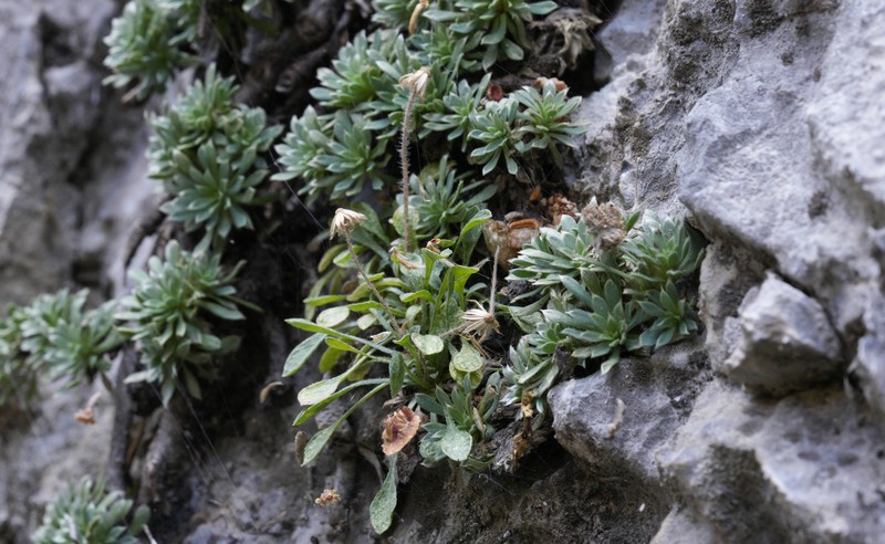 Erigeron uncialis var. conjugans photo 6