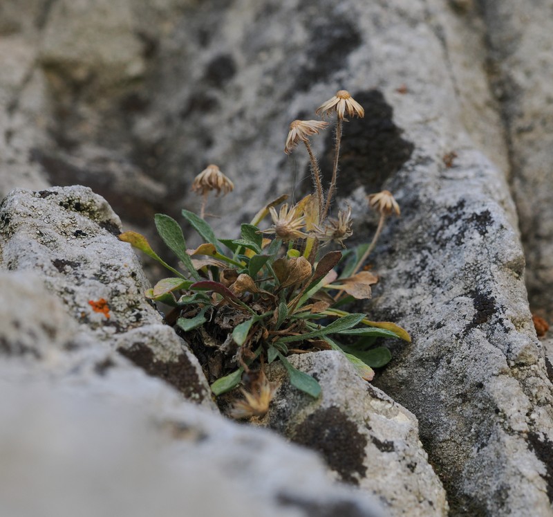 Erigeron uncialis var. conjugans photo 7