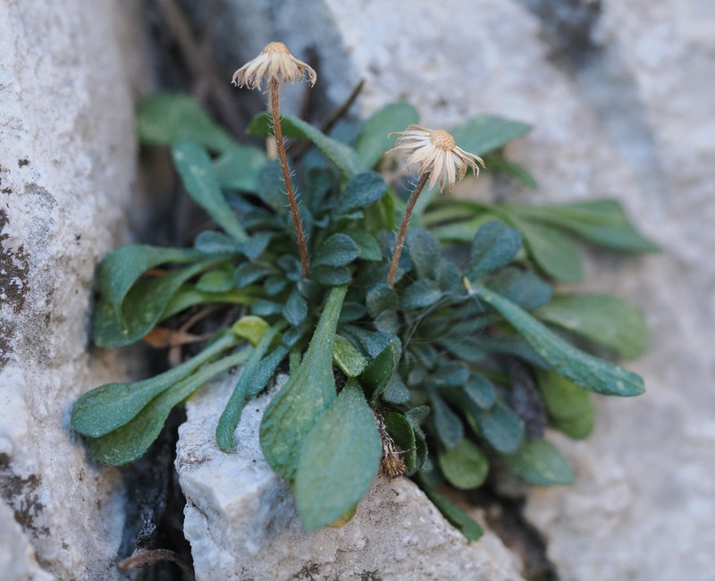 Erigeron uncialis var. conjugans photo 8