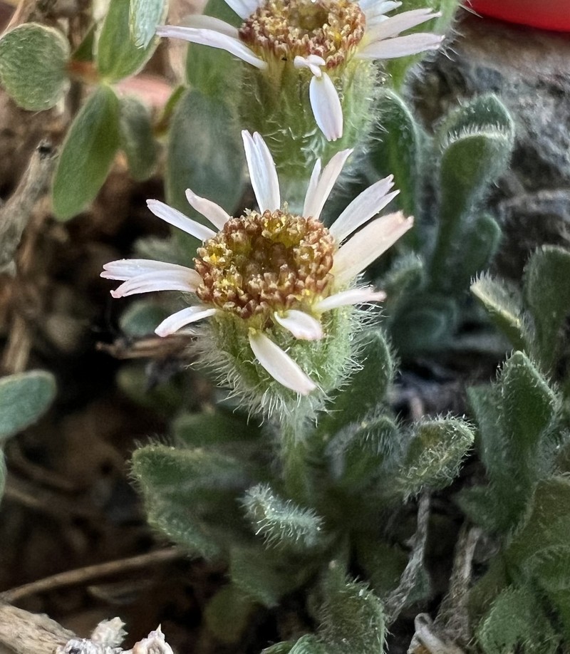 Erigeron uncialis var. uncialis