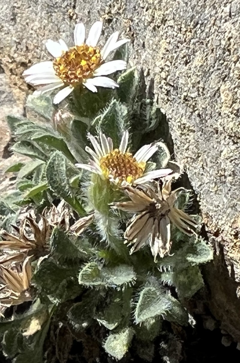 Erigeron uncialis var. uncialis photo 2