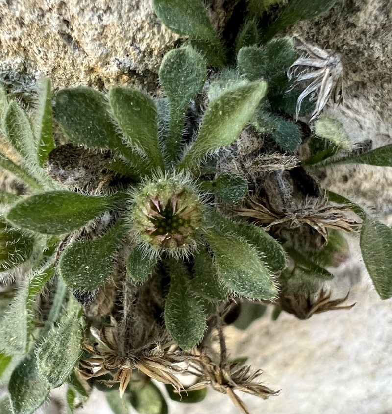 Erigeron uncialis var. uncialis photo 3