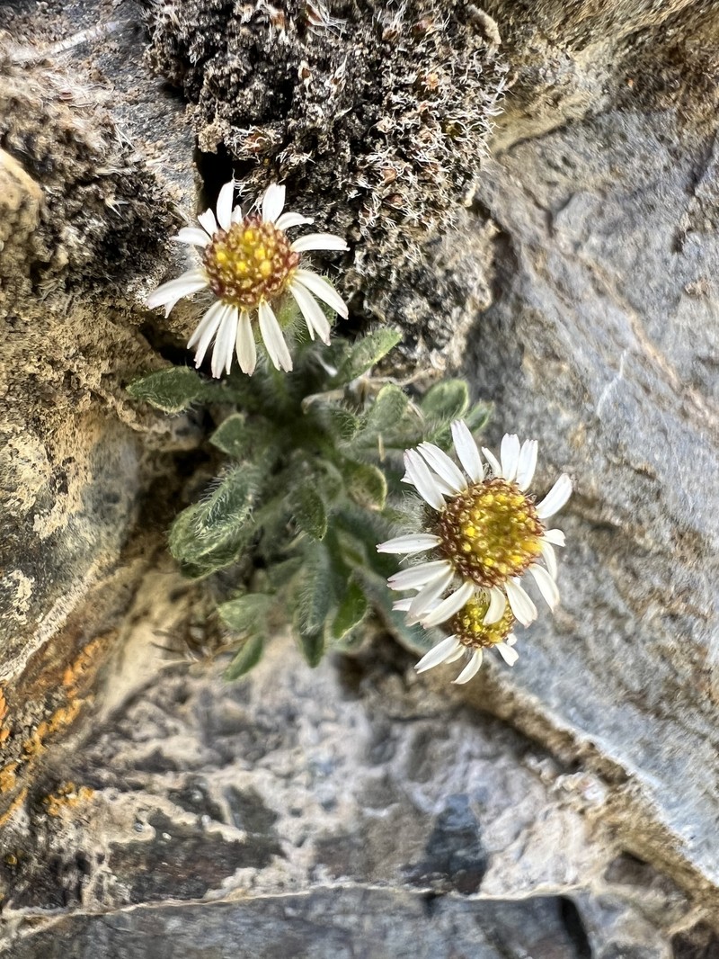 Erigeron uncialis var. uncialis photo 4