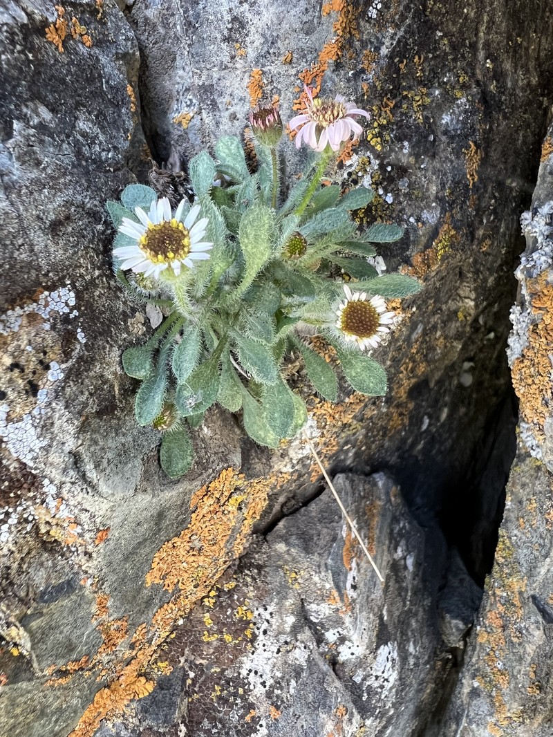 Erigeron uncialis var. uncialis photo 5