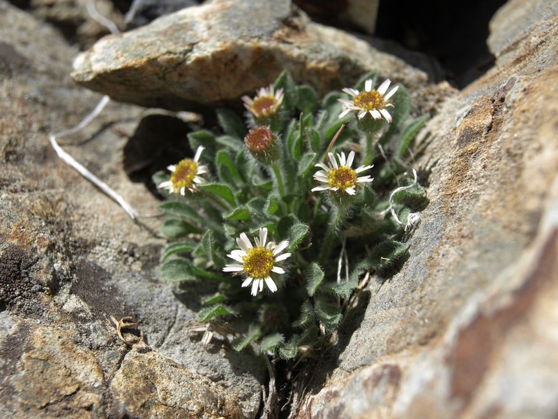 Erigeron uncialis var. uncialis photo 6