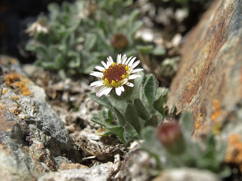 Erigeron uncialis var. uncialis photo 7
