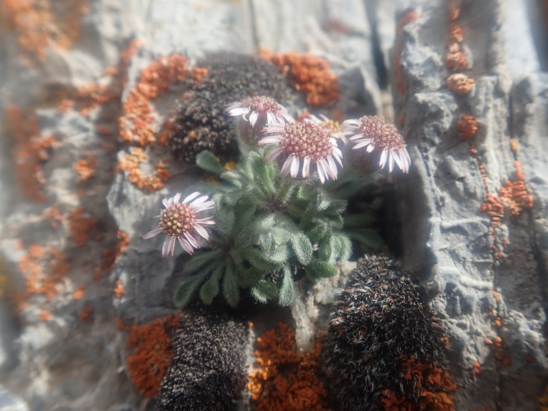 Erigeron uncialis var. uncialis photo 8