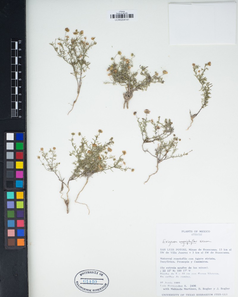 Erigeron unguiphyllus