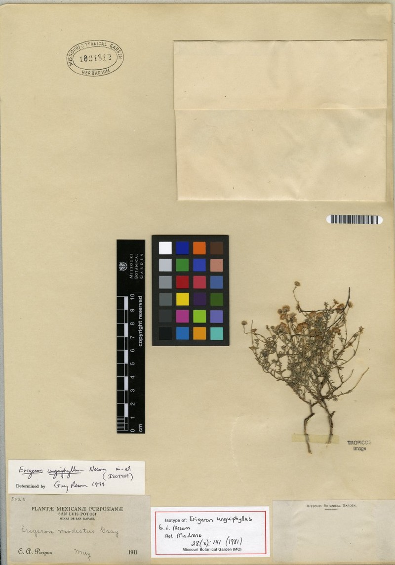 Erigeron unguiphyllus photo 4
