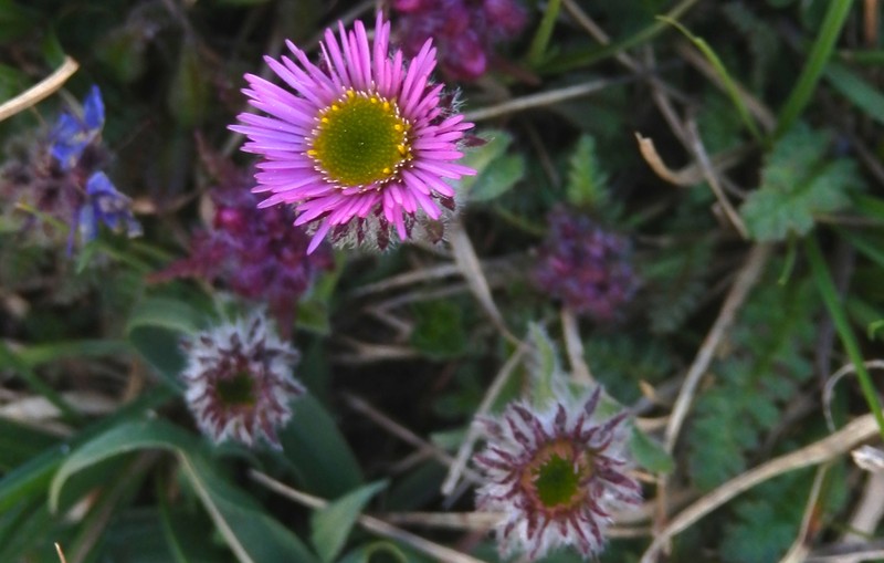 Oneflower Fleabane