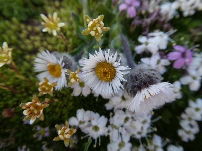 Oneflower Fleabane photo 2