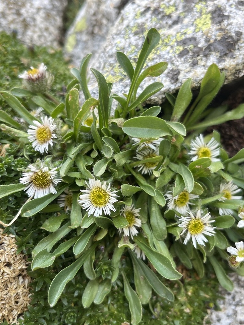 Oneflower Fleabane photo 3