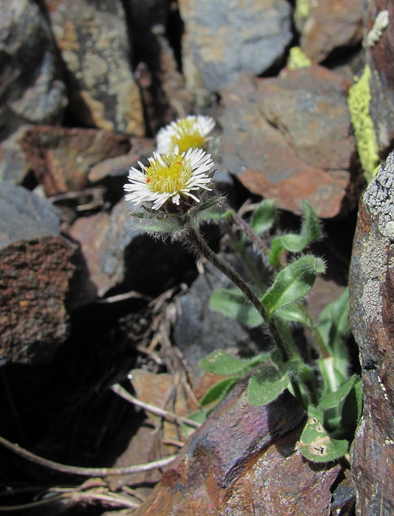 Oneflower Fleabane photo 4