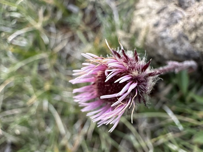 Oneflower Fleabane photo 5