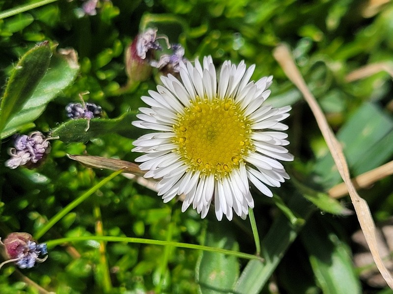 Oneflower Fleabane photo 6