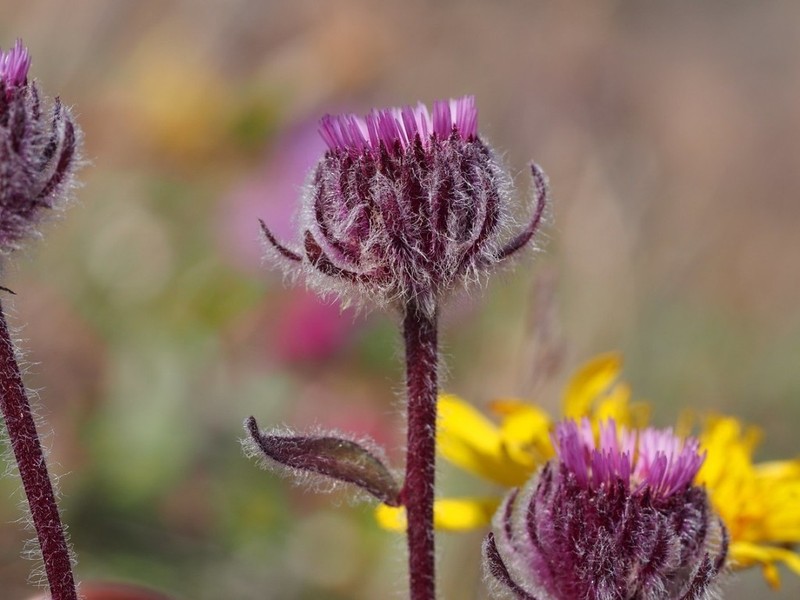 Oneflower Fleabane photo 7