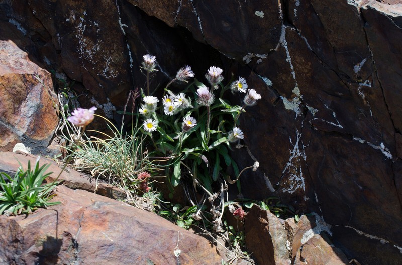 Oneflower Fleabane photo 8