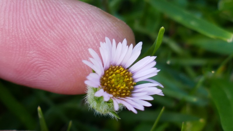 Erigeron uniflorus subsp. uniflorus