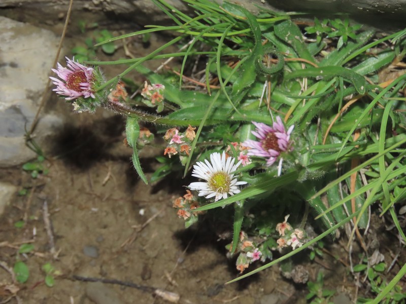 Erigeron uniflorus subsp. uniflorus photo 2