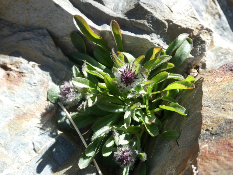 Erigeron uniflorus subsp. uniflorus photo 3