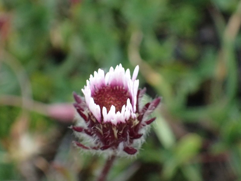 Erigeron uniflorus subsp. uniflorus photo 4