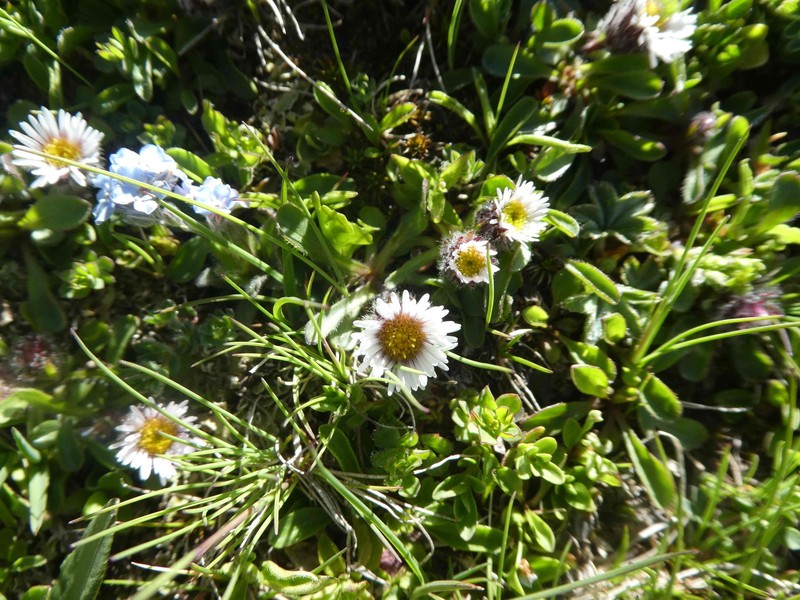 Erigeron uniflorus subsp. uniflorus photo 5