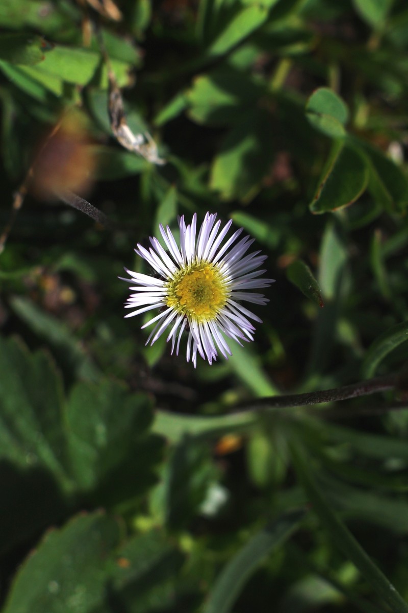 Erigeron uniflorus subsp. uniflorus photo 6