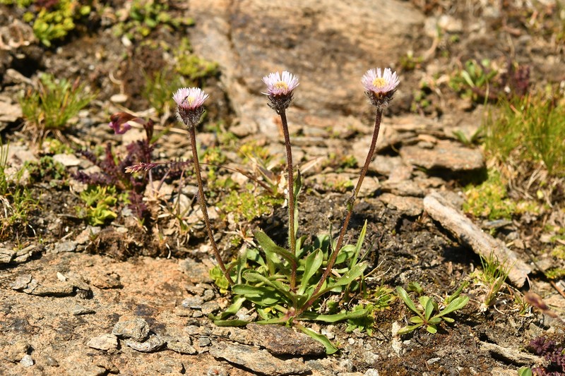 Erigeron uniflorus subsp. uniflorus photo 7