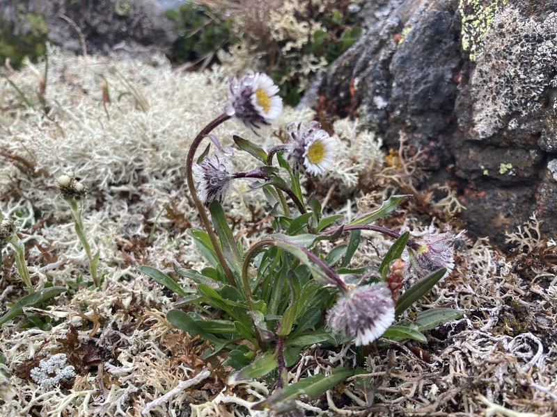 Erigeron uniflorus subsp. uniflorus photo 8