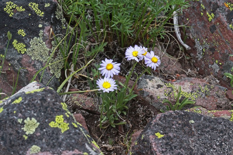 Indian Canyon Fleabane