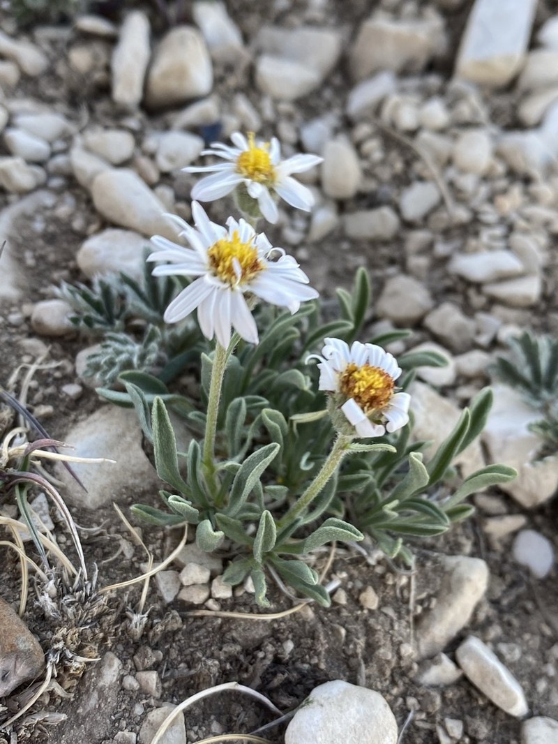 Indian Canyon Fleabane