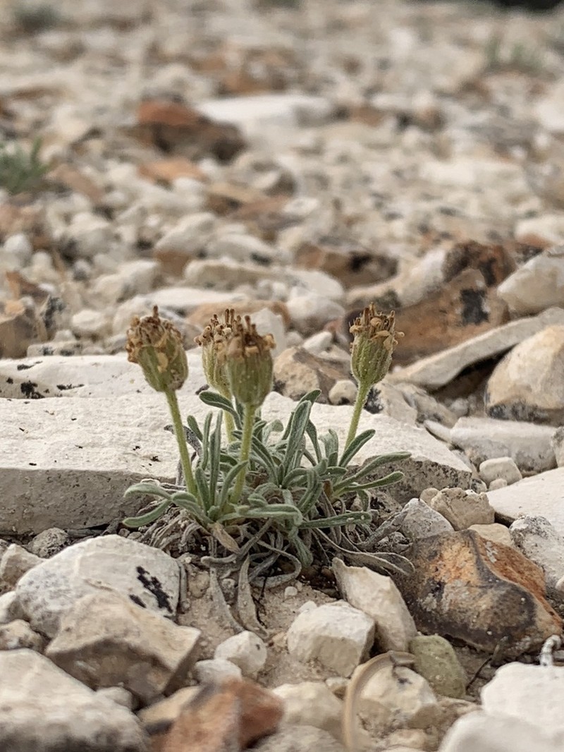 Indian Canyon Fleabane photo 2