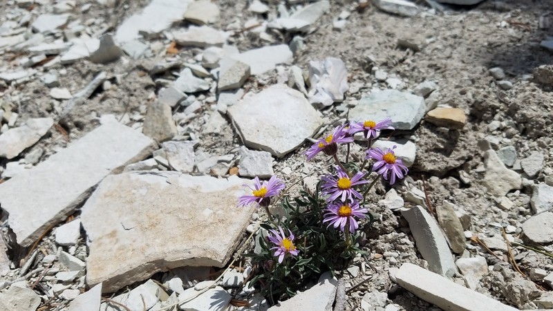 Indian Canyon Fleabane photo 3