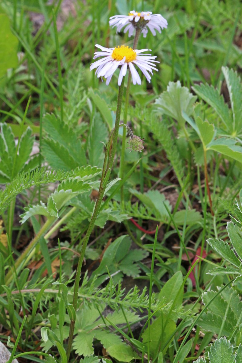 Bear River Fleabane