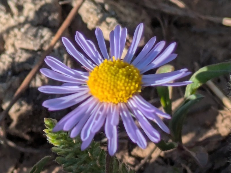 Bear River Fleabane