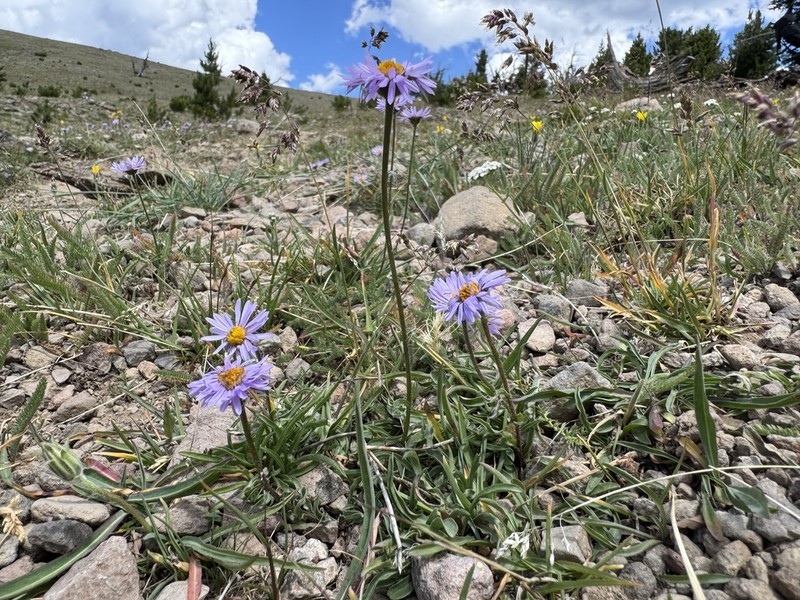 Bear River Fleabane photo 2