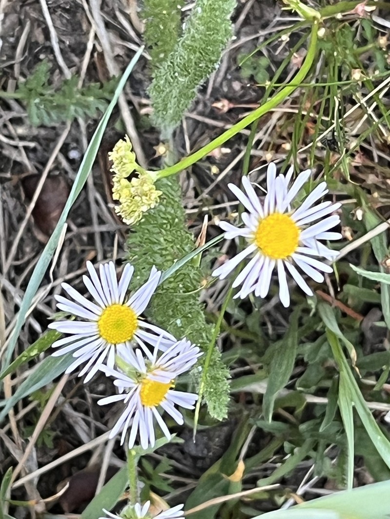 Bear River Fleabane photo 3