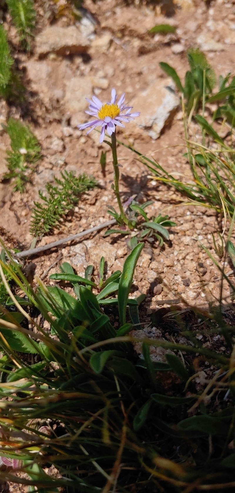Bear River Fleabane photo 4
