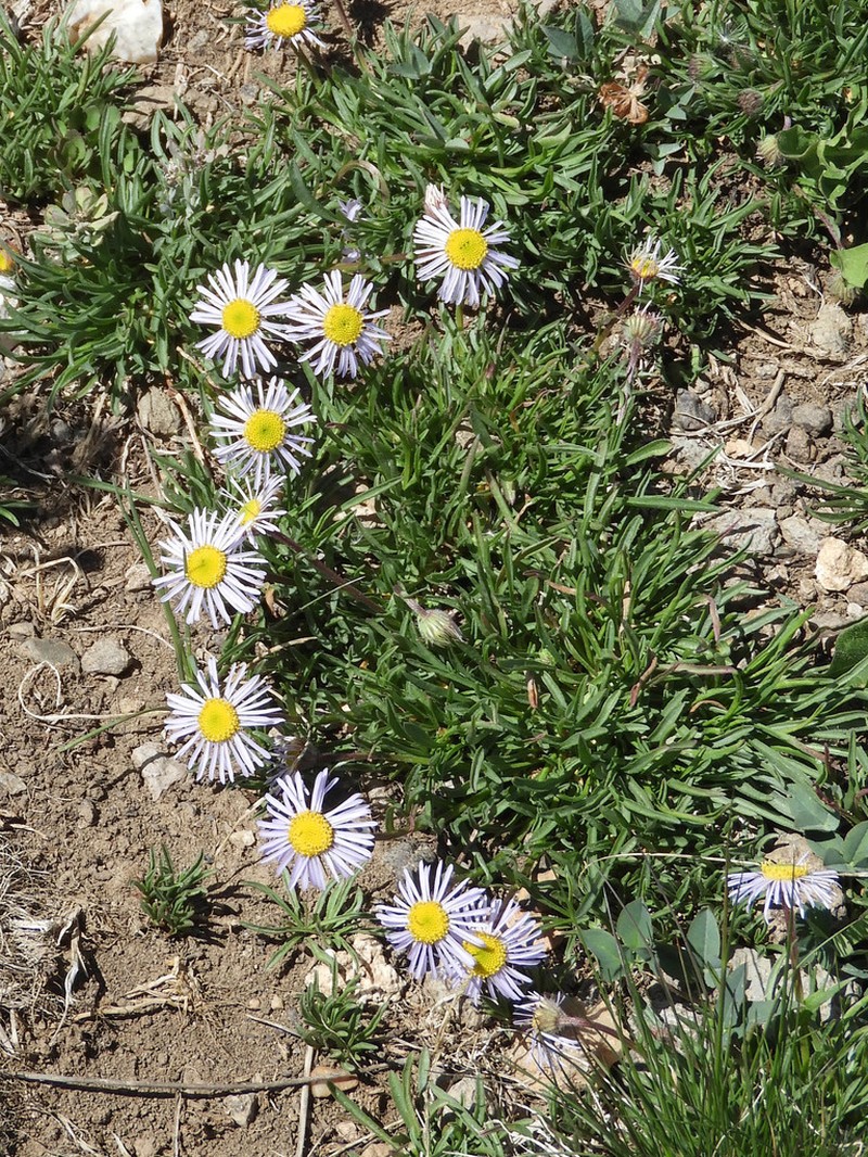 Bear River Fleabane photo 5