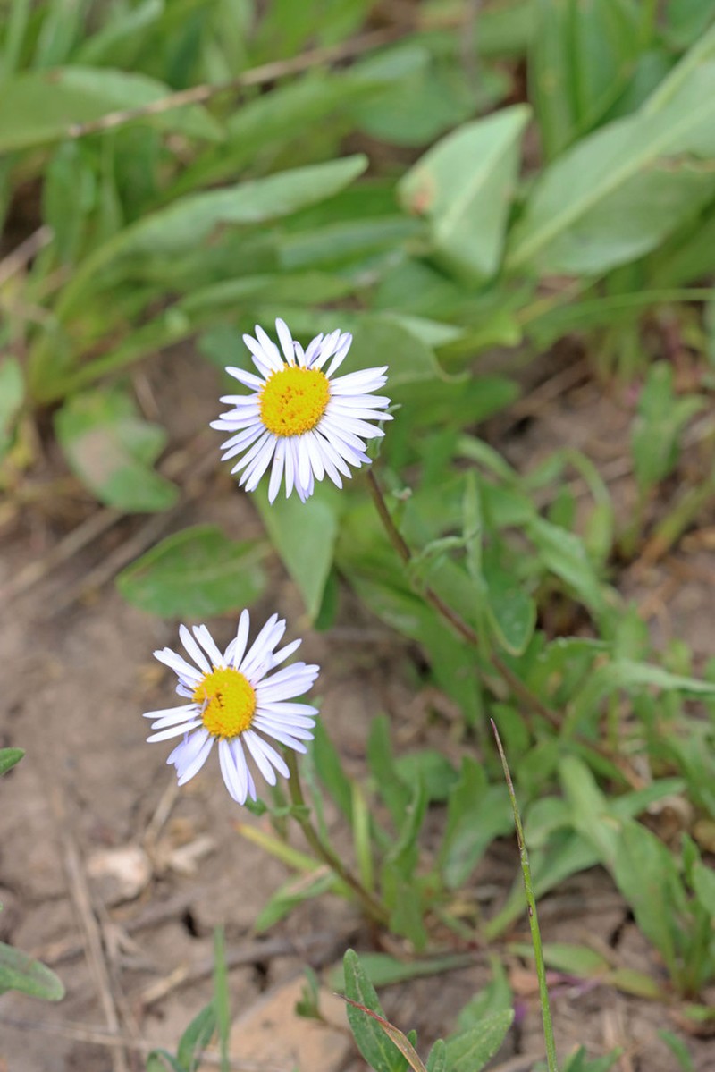 Bear River Fleabane photo 6