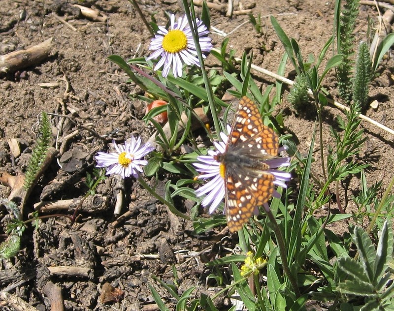 Bear River Fleabane photo 7