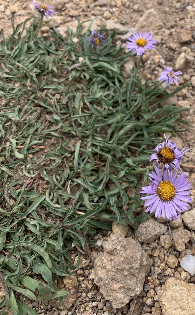 Bear River Fleabane photo 8