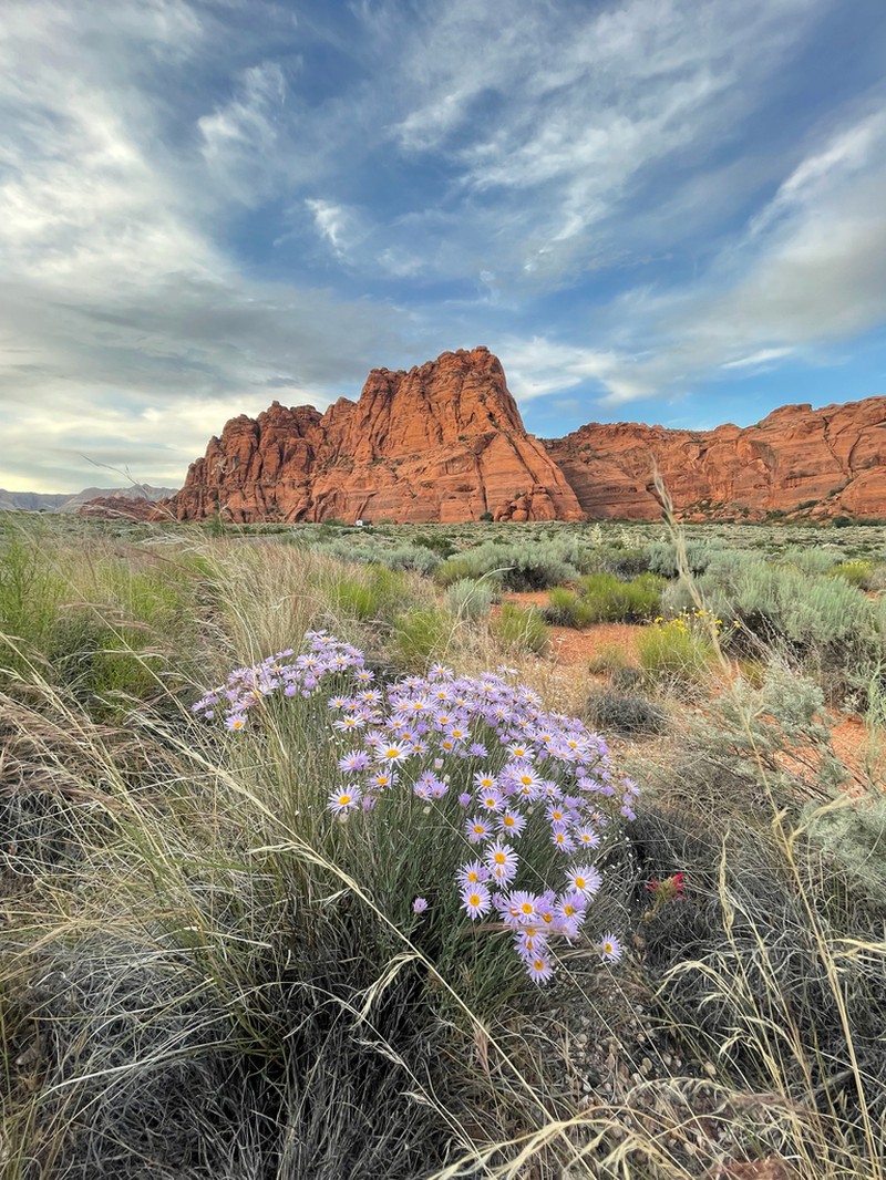 Utah Fleabane
